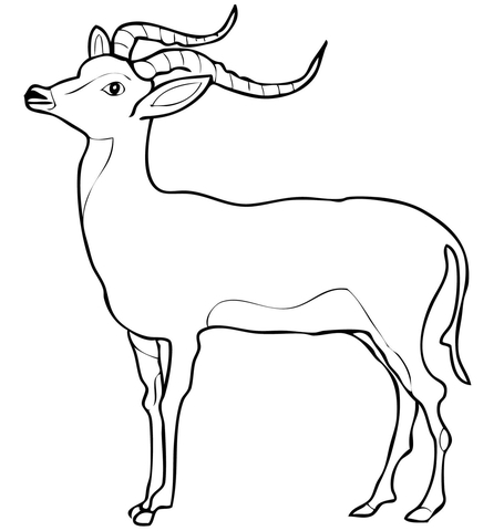 Impala From Impala Coloring Page